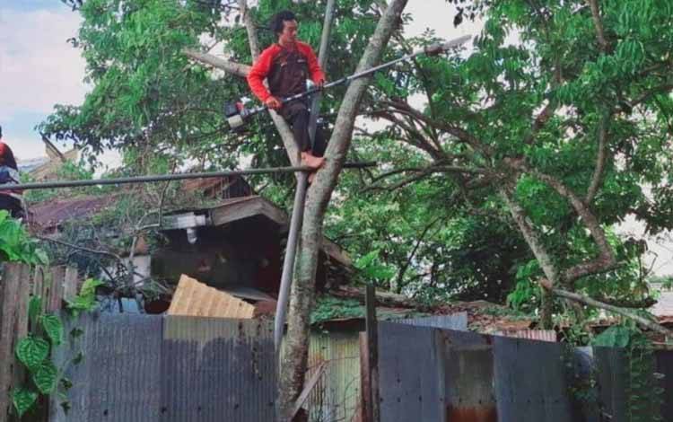 Waspada Potensi Pohon Tumbang di Palangka Raya Akibat Cuaca Buruk