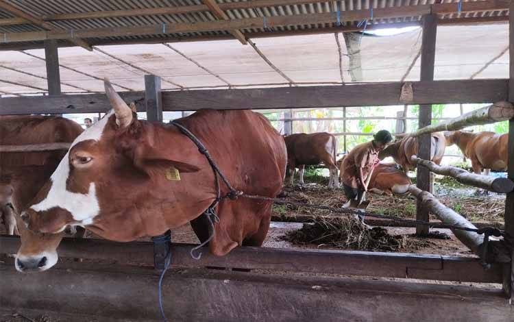 Sapi-sapi di Echofarm yang siap untuk menjadi hewan kurban pada Idul Adha 2024.(FOTO: TESTI PRISCILLA)