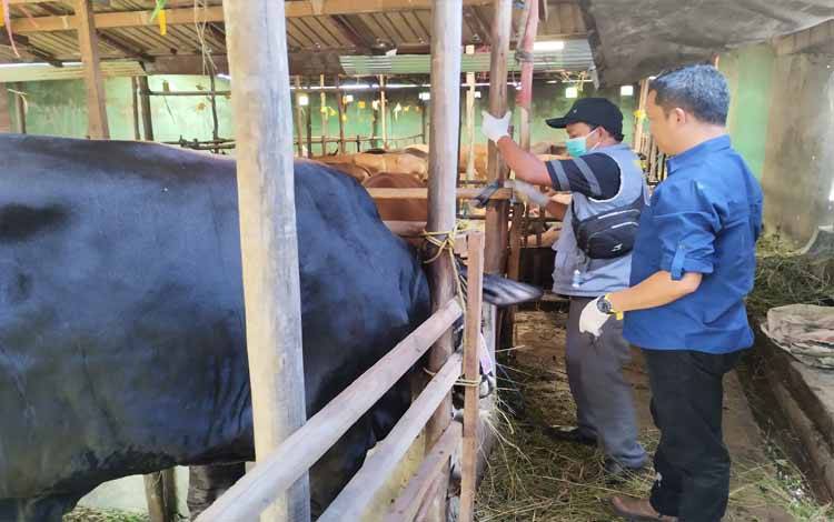 Pemeriksaan hewan kurban tahun 2023 lalu, tahun ini sudah menjelang Idul Adha lagi kurang lebih sebulan ke depan. (FOTO: TESTI PRISCILLA)