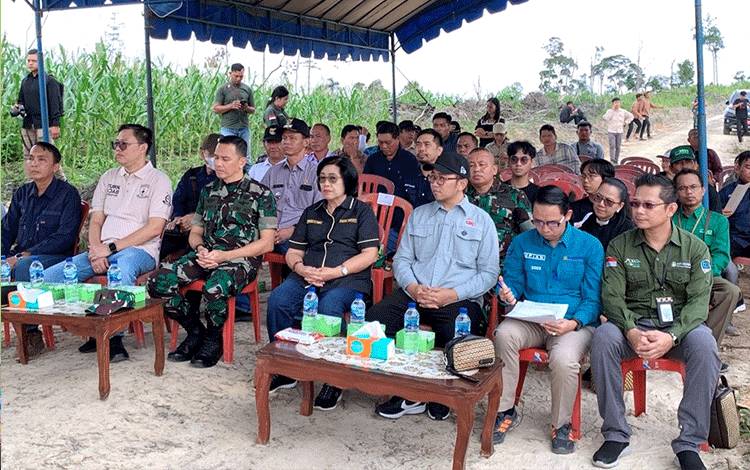 Panen Perdana Padi Sawah di Gumas Capai 2,5 Ton per Hektare