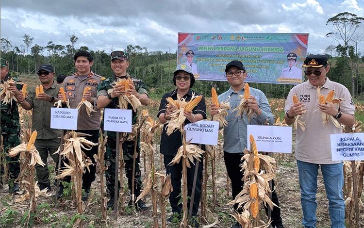 Kegiatan panen perdana jagung hibrida serta panen bersama padi sawah di Gunung Mas. (FOTO: Dokumentasi OJK Kalteng untuk Borneonews)