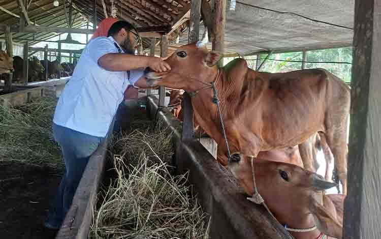 2.000 Lebih Sapi dan 660 Ekor Kambing di Kotim Penuhi Kebutuhan Idul Adha