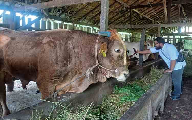 DPKP Kotim: Sapi dari Luar Daerah Rentan Lelah dan Stres