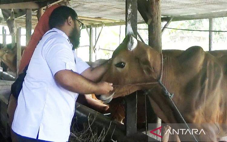 Penjualan Hewan Kurban di Sampit Sasar Pembeli Kabupaten Sekitar