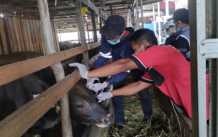 DPKP Palangka Raya akan Lakukan Pemeriksaan Sapi dan Kambing Sebelum Idul Adha