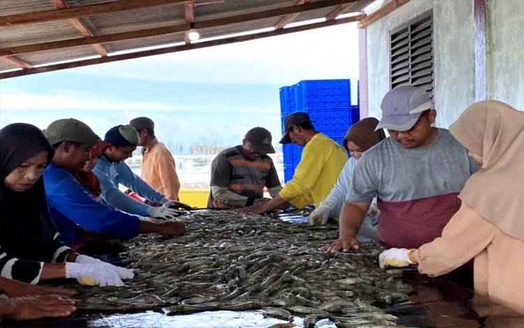 Pananen Parsial Udang Shrimp Estate Ketiga Capai 4 Ton