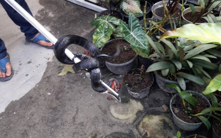 Tim Rescue Damkar Evakuasi 2 Ular di Kolam Warga