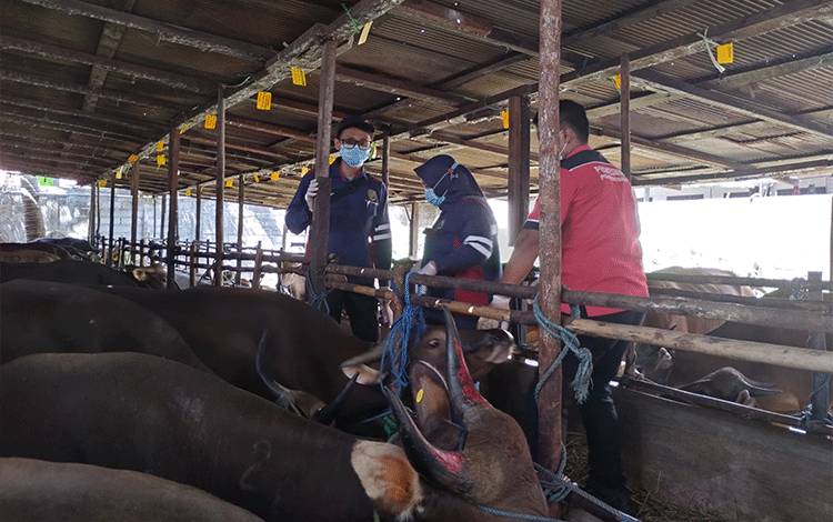 DPKP Palangka Raya Pastikan Stok Hewan Kurban Mencukupi dan Aman