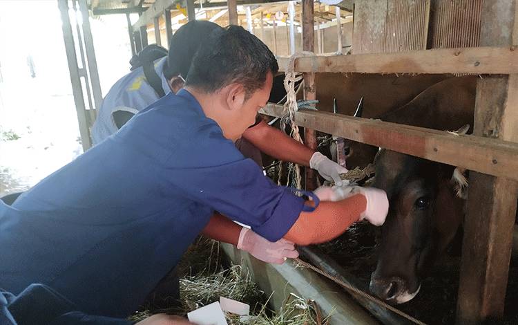 Pembeli Hewan Kurban Diminta Perhatikan Tanda Ternak Sehat