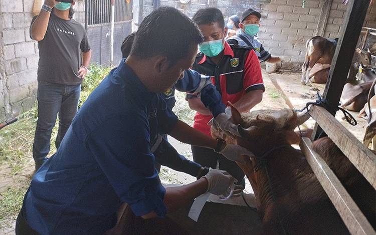 DPKP Terus Awasi Penjual Hewan Kurban di Palangka Raya