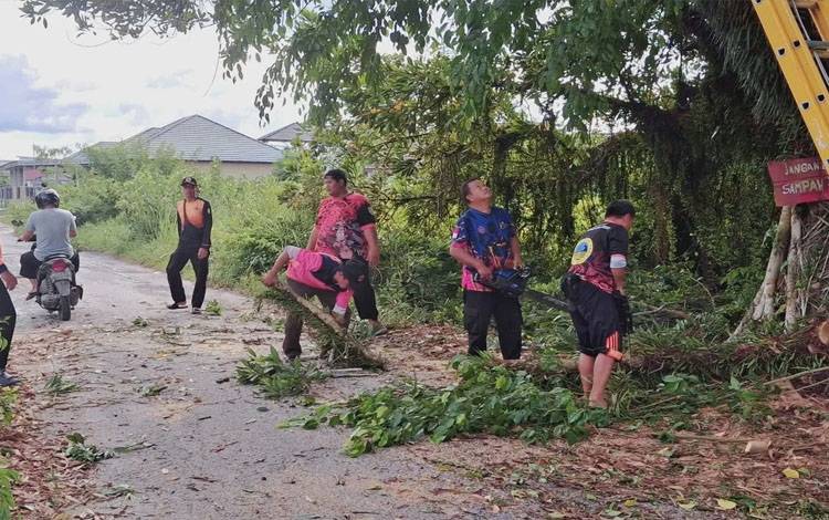 TRC BPBD Palangka Raya Cepat Tanggapi Laporan Pohon Beringin Tua Rawan Tumbang