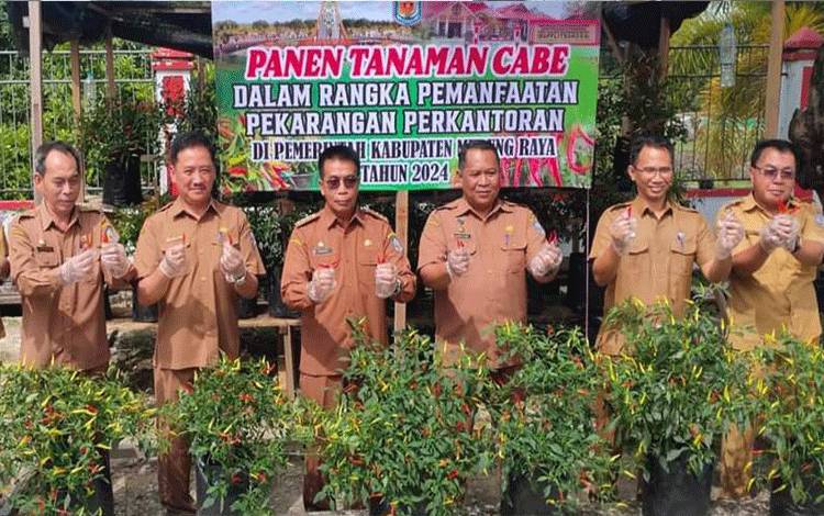 Panen Cabai, Pj Bupati Murung Raya Ingin Bapplitbangda Bisa Dicontoh Instansi Lain