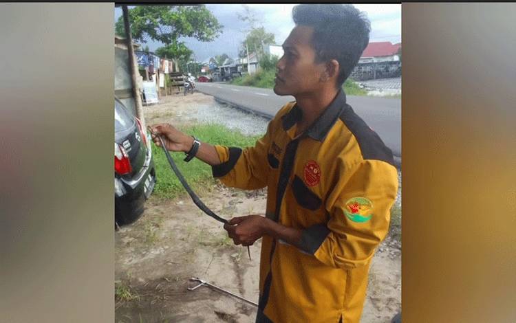 Emergency Pandulima Tangkap Ular Kobra Sembur di Jalan Jati Palangka Raya