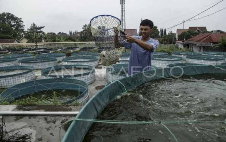 Kalteng Catatkan Produksi Perikanan Budidaya 136 Ribu Ton pada 2023