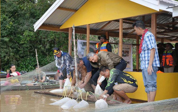 FAO dan KKP Pulihkan Populasi Ikan Arowana di Kalteng