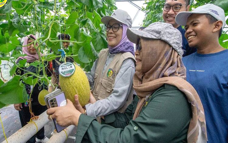 Pemko Palangka Raya Dukung Budidaya Melon Hidroponik