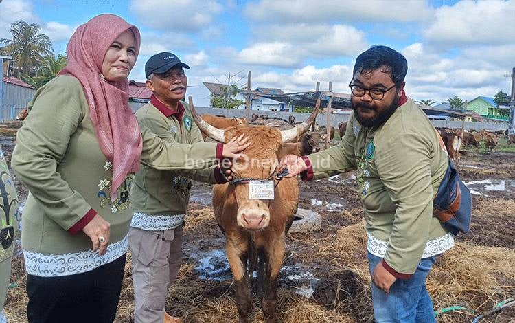 DPKP Kotim Lakukan Tes Antemortem Hewan Kurban