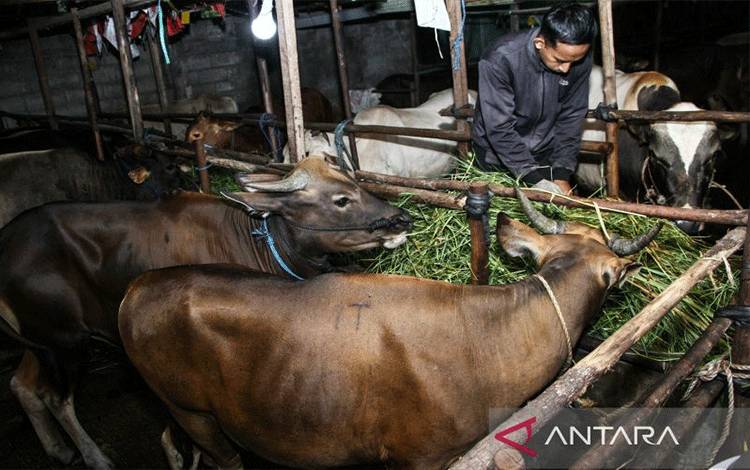 Pemkot Palangka Raya Gencarkan Vaksinasi PMK Jelang Idul Adha