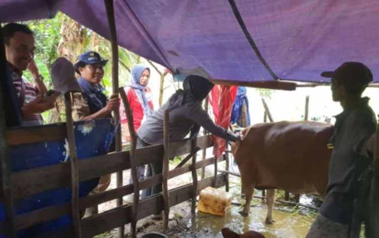 DKPP Seruyan Lakukan 2 Tahap Pemeriksaan Hewan Kurban
