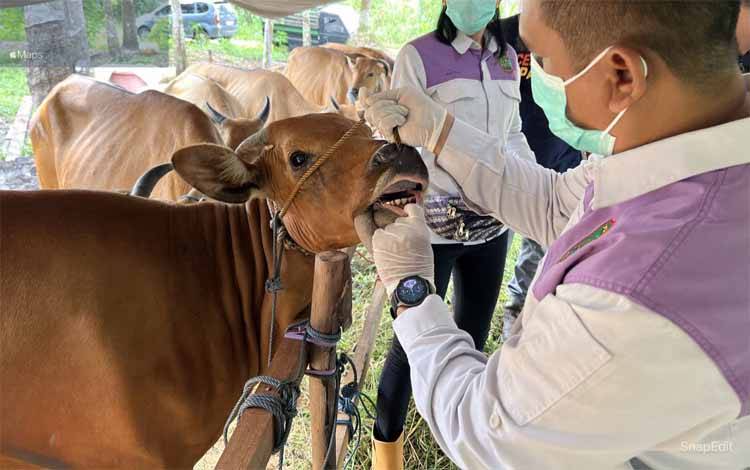 Dinas Peternakan Cek Kesehatan 60 Sapi Kurban Bantuan Pemkab Barito Timur
