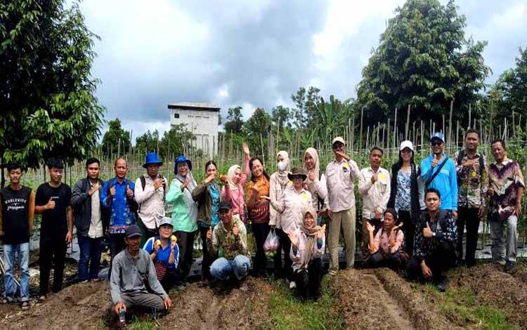 Di Lahan 3 Hektare, Gapoktan Pusaka Bura Jingah Panen 200 Kg Tomat