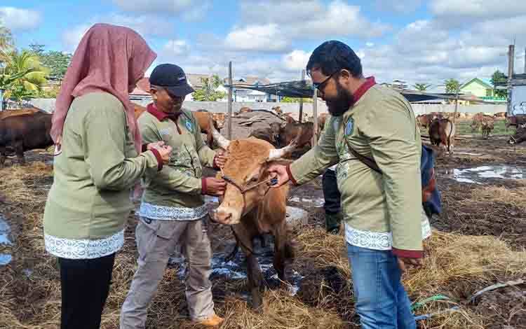 DPKP Kotim Temukan Sapi-Kambing Tak Layak Kurban?