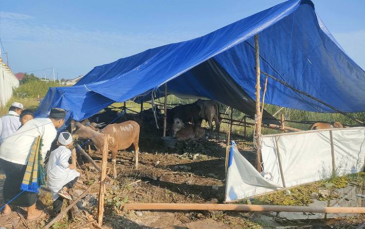 Masjid Natabel Jannah Sembelih 17 Sapi dan 15 Kambing Kurban?