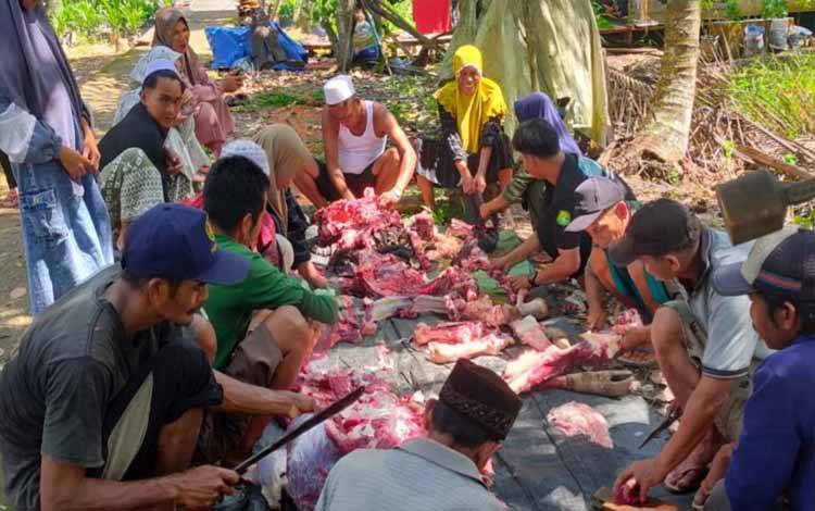 Sapi Kurban dari H Abdul Rasyid AS untuk Desa Terusan Baguntan Raya Disembelih