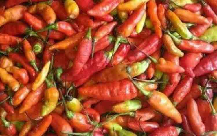 Harga Cabai Rawit di Jayapura Capai Rp100.000-Rp120.000 per Kilogram