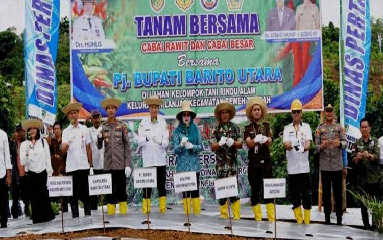Dinas Pertanian Barito Utara Tanam Cabe Besar Bersama Poktan Rindu Alam Desa Bayas