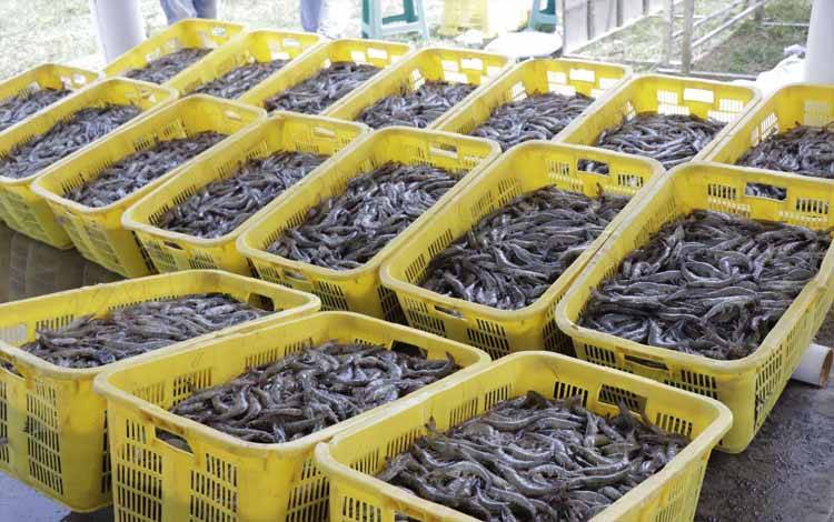 Tata Kelola Shrimp Estate Kalteng Gunakan Sistem Ramah Lingkungan