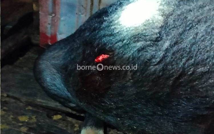 Warga Resah Ada ODGJ Menombak Babi: Bisa Mengancam Nyawa Orang