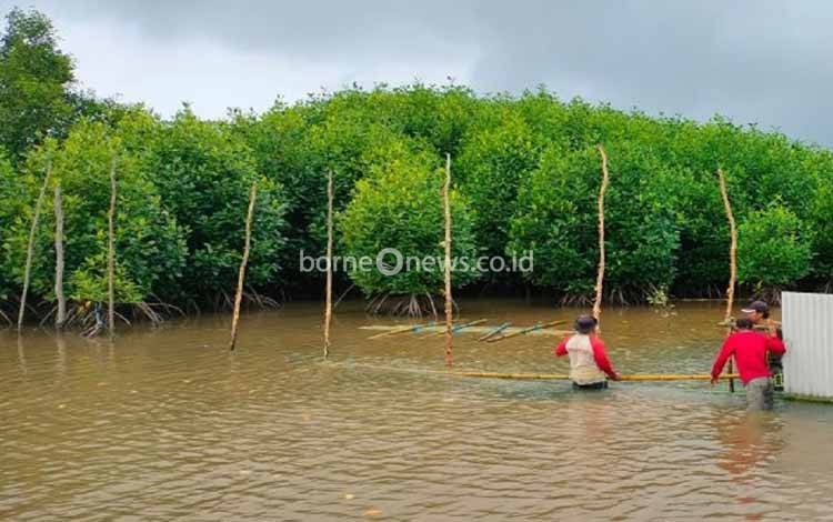 Pemprov Kalteng Rencanakan Pengembangan Budidaya Kepiting Bakau
