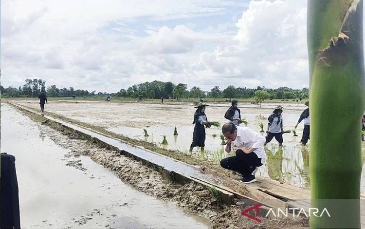 Jokowi Cek Pompanisasi Pertanian Kotim Pastikan Berjalan Baik