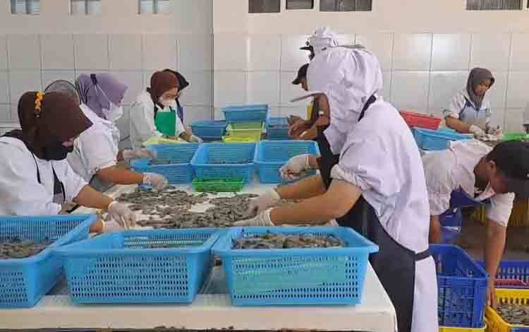 Dislutkan Kalteng Klaim Hasil Panen Shrimp Estate Berkah Memuaskan ?