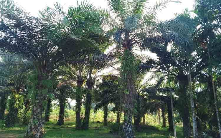 Airlangga Umumkan Dana Kelola Kebun Sawit Naik Jadi Rp60 Juta