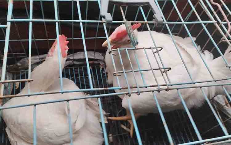 Bank Indonesia Sarankan Pembangunan Apartemen Ayam untuk Hilirisasi Daging Ayam