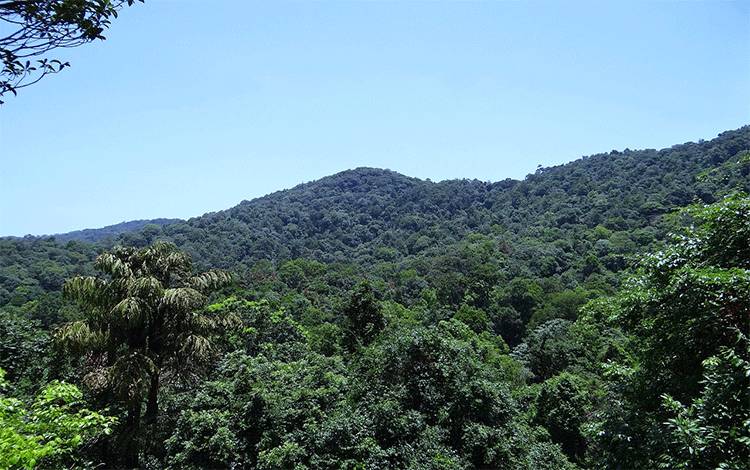 Deforestasi dan Degradasi Ancam Hutan Kalteng