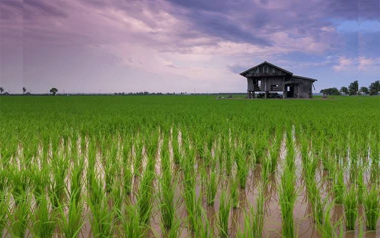 Pertanian padi. Pemprov Kalteng memasukan pembangunan pabrik dan penggilingan beras sebagai program strategis daerah pada tahun 2024. (FOTO: PIXABAY)