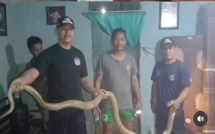 King Cobra Sembunyi di Bawah Lemari Rumah Warga Pangkalan Lada