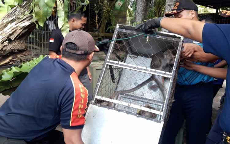 Diskarmat Palangka Raya saat menyerahkan dua ekor monyet ke BKSDA Kalteng (Foto : Rescue Diskarmat Palangka Raya)
