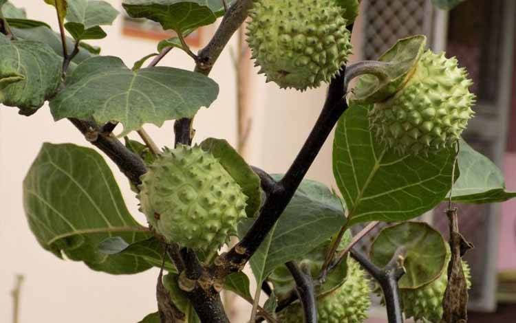 Coba-coba Hingga Kecanduan jadi Alasan Orang Konsumsi Buah Kecubung