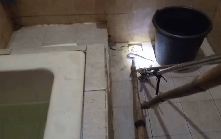 Warga Palangka Raya Kaget Toilet Rumahnya Dimasuki Ular Tedung