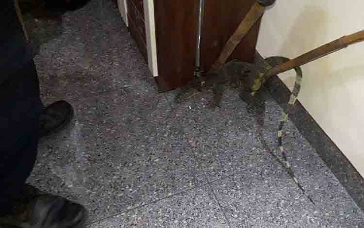 Tim Rescue Diskarmat Palangka Raya Evakuasi Biawak Masuk Rumah Warga
