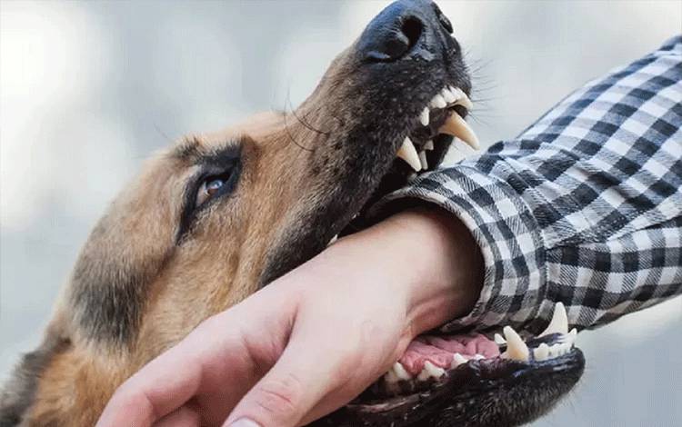 Ilustrasi gigitan anjing. Rabies menjadi salah satu penyakit mematikan yang dapat ditularkan oleh hewan. (FOTO:PIXABAY)