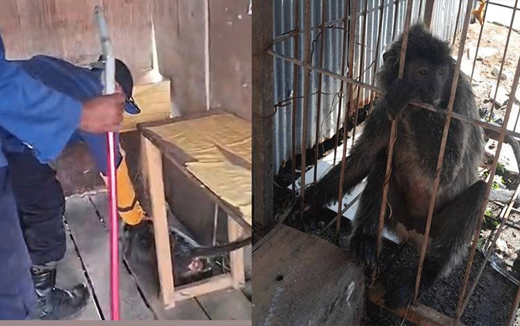 Disdamkarmat Kotim Selamatkan Lutung Abu-Abu Tersengat Listrik?