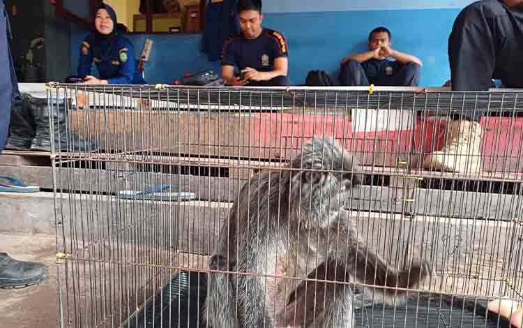 Lutung Abu-abu Tersengat Listrik di Sampit Sempat Lemas dan Terluka
