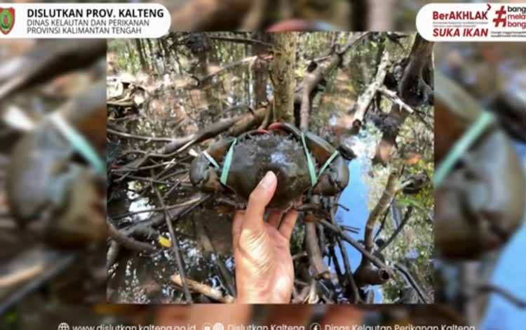 Dislutkan Kalteng Edukasikan Jaga Habitat Kepiting Bakau