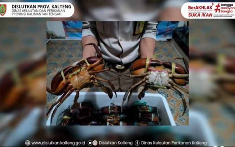 Kepiting Bakau Miliki Nilai Ekpor