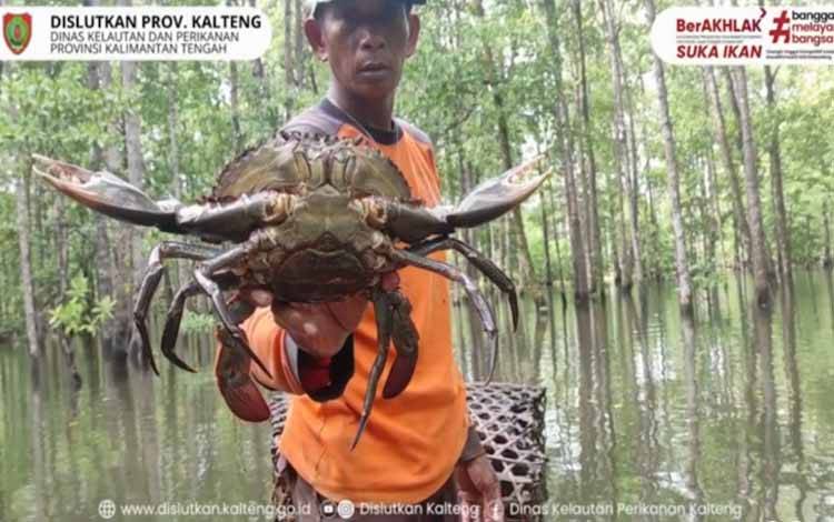 Keunggulan Kepiting Bakau dari Kalteng